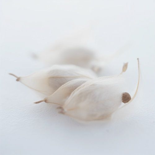 Soft Impermanence -seeds in the field