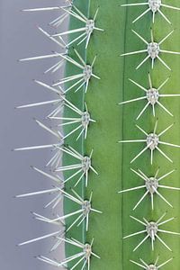 Trendy cactus - gray