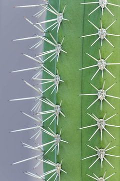 Trendy cactus - gray