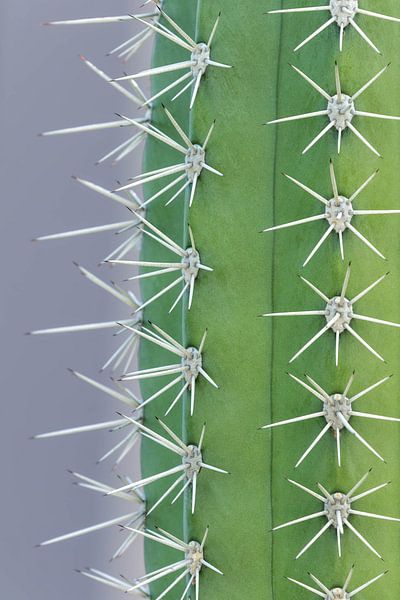 Trendy cactus - grey by Dennis en Mariska