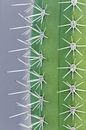 Trendy cactus - grey by Dennis en Mariska thumbnail