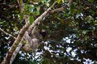 Luiaard hangt in een boom in Costa Rica