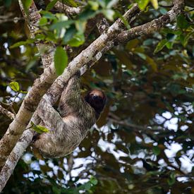 Luiaard hangt in een boom in Costa Rica by Mark Schutz