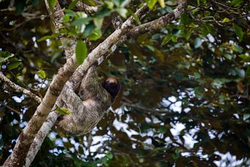 Luiaard hangt in een boom in Costa Rica van Mark Schutz