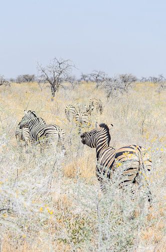 Zebra camouflage