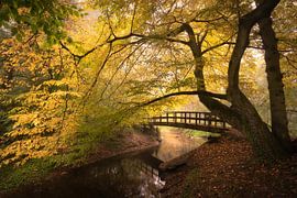 Holzbrücke im goldenen Herbstwald