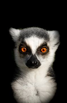 Staring right back at you! van Lynlabiephotography