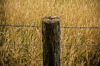 Pole in grain field