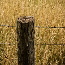 Pole in grain field by Kenji Elzerman