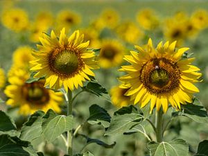 Sonnenblumen in der Provence