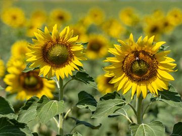 Sonnenblumen in der Provence von Hillebrand Breuker