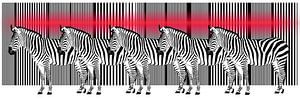 Laserstraal op een Zebra Barcode van Monika Jüngling