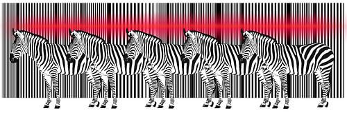 Zebras on a barcode by Monika Jüngling