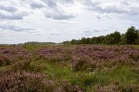 Purple heather in nature reserve in Oirschot by Angela Kiemeneij thumbnail