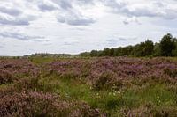 Paarse heide in natuurgebied in Oirschot
