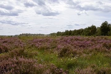 Purple heather in nature reserve in Oirschot by Angela Kiemeneij