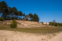 Duinen in het bos