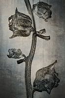 Nieuw-Zeelandse spinazie - Tetragonia tetragonioides