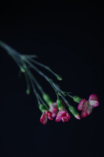 Fleur