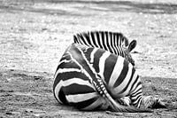 Zebra strepen