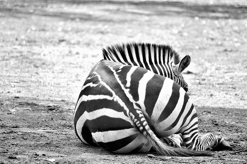 Zebra strepen van Rosenthal fotografie