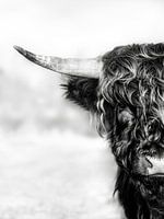 Halve hooglander, in zwart wit