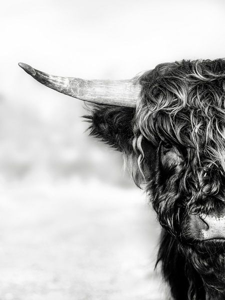 Halb Highlander, in schwarz und weiß von Joey Hohage