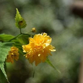Gelbe Blume von Justin Reddering