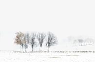 Arbres d'hiver par Ingrid Van Damme fotografie Aperçu