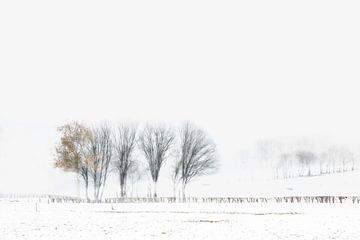 Winterbäume von Ingrid Van Damme fotografie