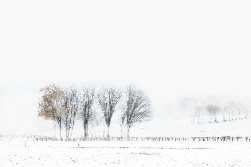 Arbres d'hiver par Ingrid Van Damme fotografie
