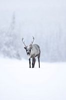 Rentiere in Schwedisch-Lappland