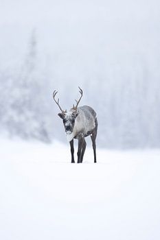 Rentiere in Schwedisch-Lappland