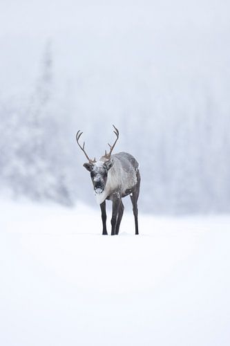 Les rennes en Laponie suédoise