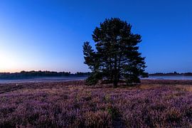 Mehlinger Heath van Thomas Herzog