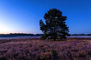 Mehlinger Heide