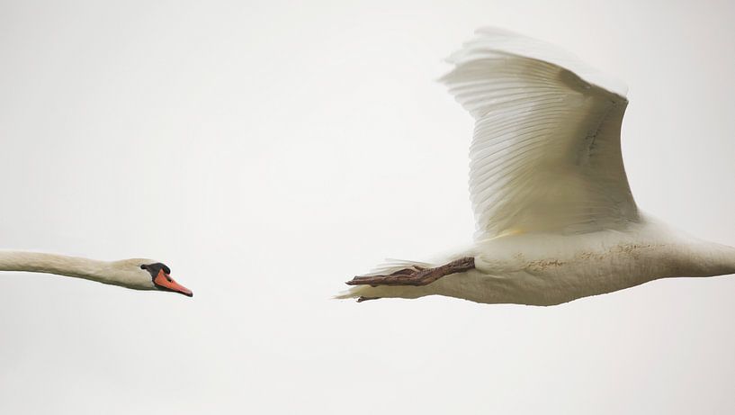 Zwaan in 2 delen van Frank Smedts