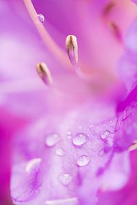 Azalea with raindrops. sur Joram Janssen