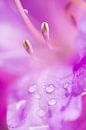 Azalea with raindrops. by Joram Janssen thumbnail