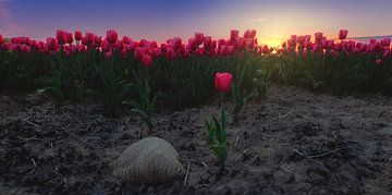 Roze tulpen en zonsondergang tulpenveld van Claudia De Vries