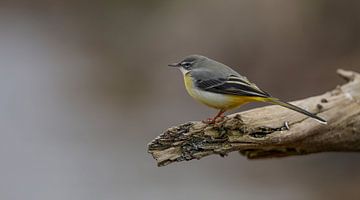 grote gele kwikstaart