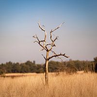 Einsamer Baum