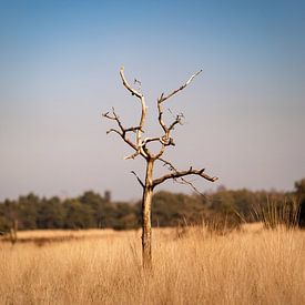 Einsamer Baum von Patrick Rosenthal