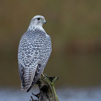 Faucon gerfaut, se reposant sur un poteau