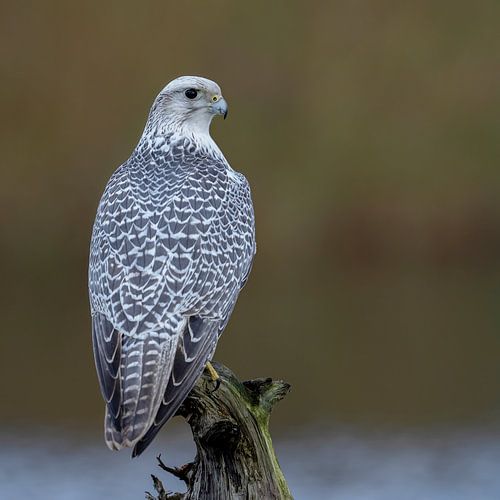 Giervalk, rustend op paal van Jan van Vreede