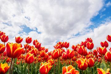 Rood/gele tulpen veld op een mooie lente dag.