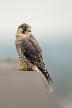 Duck Hawk ( Falco peregrinus ), bird of prey, sitting at the edge of a roof on top of a building