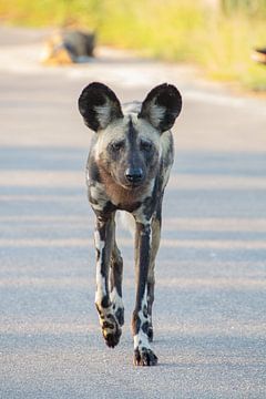 Chien sauvage sur Marijke Arends-Meiring