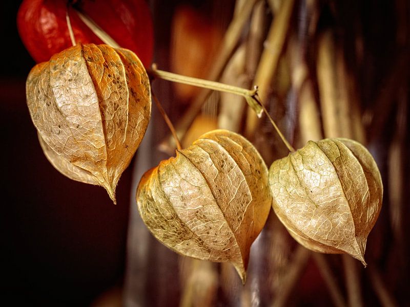 Lantern plant by Rob Boon