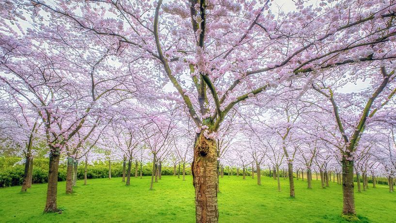 Amsterdam sakura van Bram de Jong